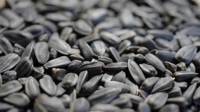 Ilustrasi Biji Bunga Matahari