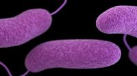 Bakteri Vibrio. (CDC.gov)
