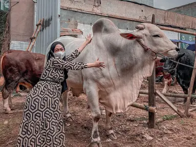 Menyambut Idul Adha 2022, Ria Ricis membagikan momen seru dirinya saat hunting hewan kurban. Baru-baru ini, Ria Ricis memperlihatkan potret sapi kurbannya yang bernama Senopati berwarna putih. (Instagram/riaricis1795)