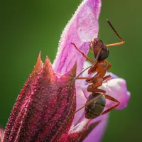 Ilustrasi Mimpi Semut Credit: pexels.com/Martin