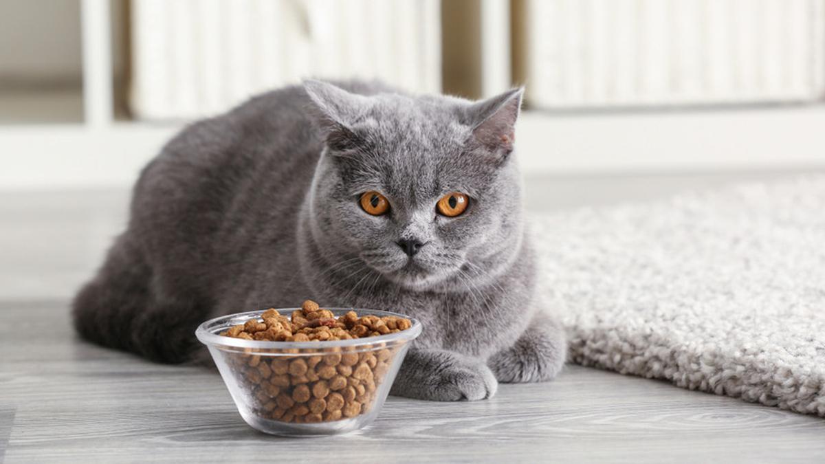 Kucing Mogok Makan, Harus Diapakan? - Berita Otosia.com