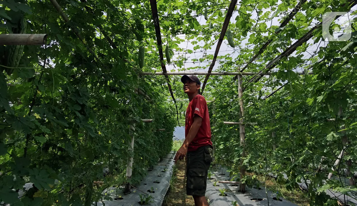 Yoga (29) bersiap memilih buah pare yang siap dipanen dilahannya di Desa Nagrak, Sukaraja, Bogor, Minggu (18/9/2022). Yoga mengubah lahannya untuk menanam pare guna membantu kebutuhan kuliah sang adik. (Liputan6.com/Johan Tallo)