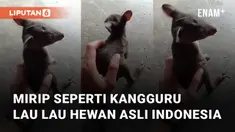 Hewan mirip kangguru ada di Indonesia viral di media sosial