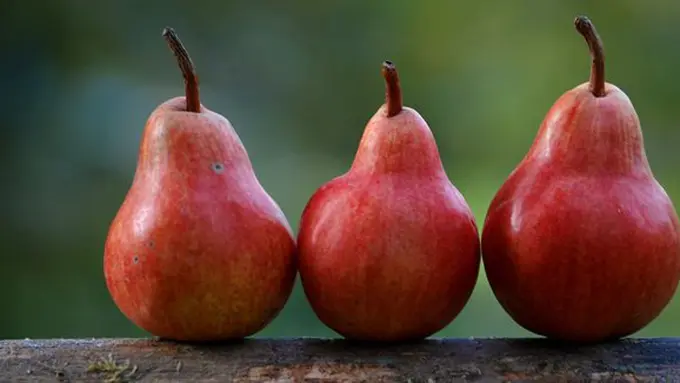Buah pir/copyright unsplash/Shumilov Ludmila