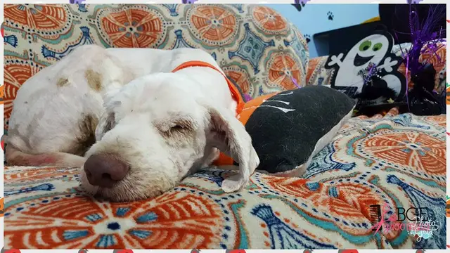 Mulia, Perawatan Anjing Ini Ubah Anjing Kumuh Jadi Anjing Rumahan