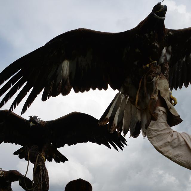 Gambar Ayam Dan Burung Elang ~ Gudang Gambar