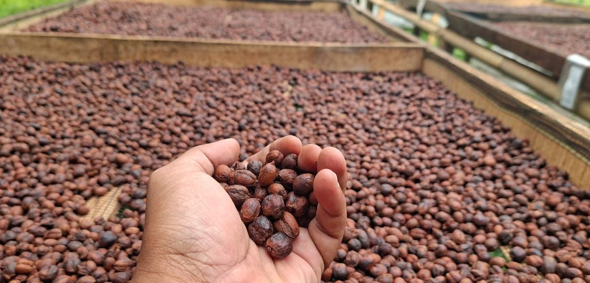 Kopi Nusantara Kian Mendunia, Tapi Bagaimana Kehidupan Petaninya?