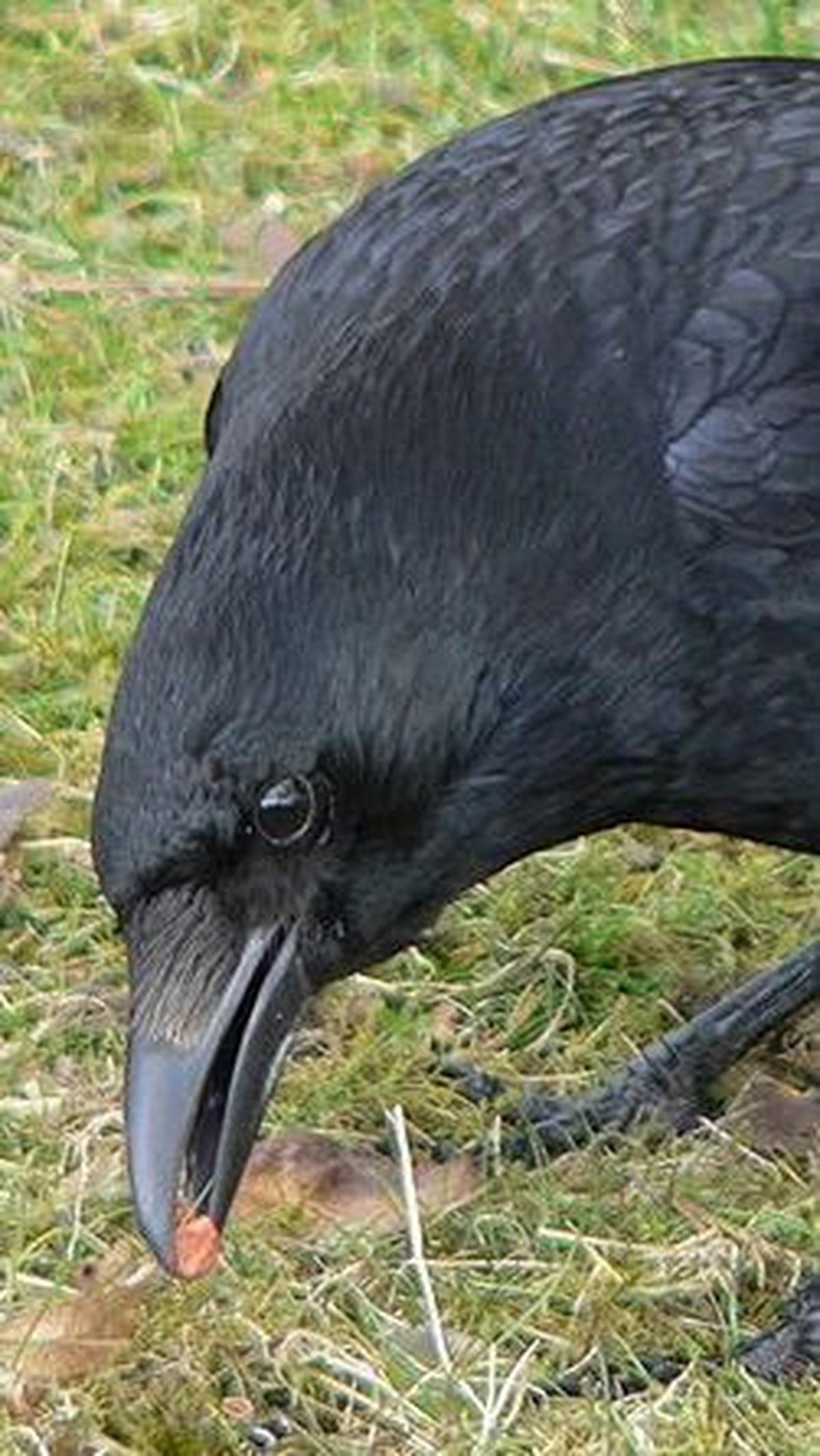 1. Burung Gagak (Crow) Kerja Pintar, Bukan Kerja Keras&nbsp;<br>
