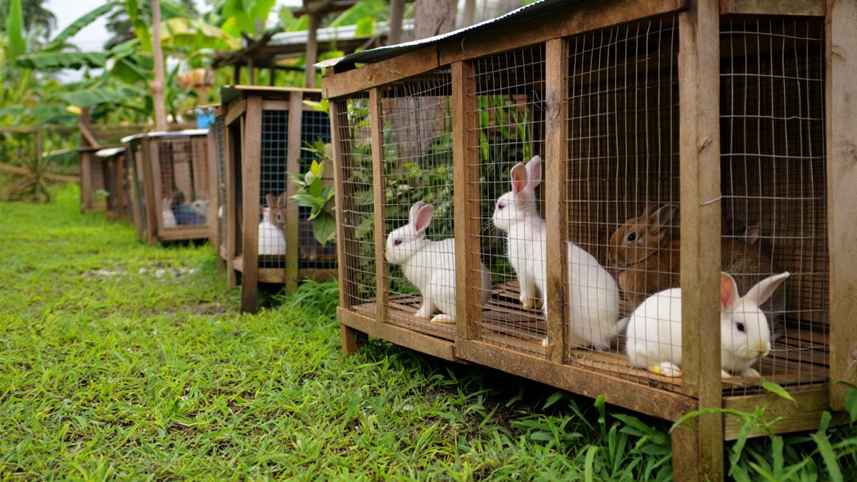 Apa Ternak yang Modal Kecil? Ini 10 Rekomendasi yang Menjanjikan di 2026