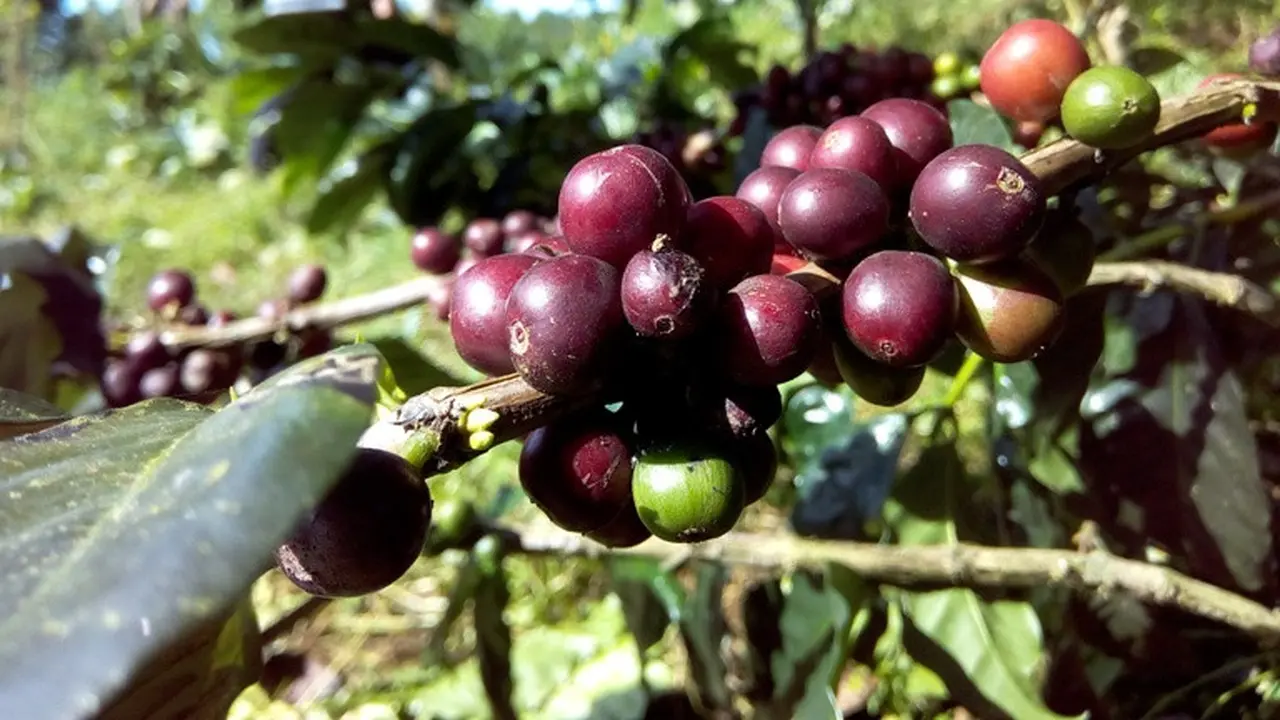 Kopi Robusta Gunung Malang, Lereng Gunung Slamet, Purbalingga. (Foto: Liputan6.com/Rudal Afgani Dirgantara)