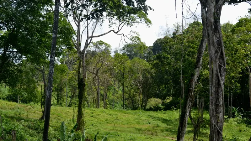 Sapi-Sapi Bali di Lembah Kematian Nusakambangan