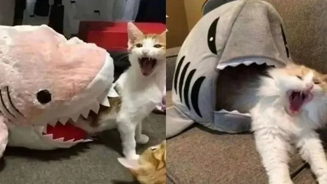 6 Potret Kucing Digigit Boneka Hiu Ini Mendalami Peran, Jago Akting