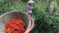 Begini Kondisi Pasokan Cabai Jelang Ramadan di Tengah Cuaca Ekstrem