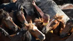 Seorang pria atau biasa disebut Aloitadors mencoba berpegangan pada kuda liar selama festival tradisional "Rapa das Bestas" di Desa Sabucedo, Spanyol, 7 Juli 2018. Festival tradisional ini sudah berlangsung sejak 400 tahun lalu. (AFP/MIGUEL RIOPAv)