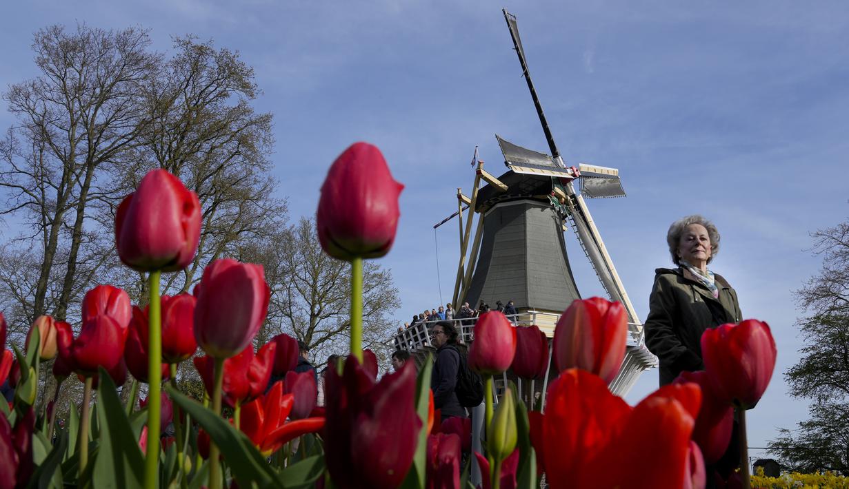 Pengunjung melewati bunga tulip di taman bunga Belanda yang terkenal di dunia, Keukenhof, Lisse, Belanda, 12 April 2022. (AP Photo/Peter Dejong)