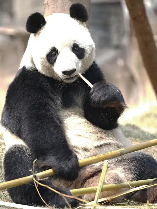 Seekor panda tengah bersantai di Kebun Binatang Wuhan di Wuhan, Provinsi Hubei, China tengah, pada 13 Maret 2020. Puluhan karyawan di kebun binatang tersebut tetap melakukan pekerjaan mereka dengan memberi makan dan disinfeksi pada hampir seribu hewan di sana. (Xinhua/Str)