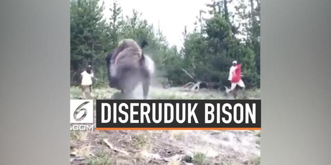 VIDEO: Bocah 9 Tahun Diseruduk Bison di Taman Nasional