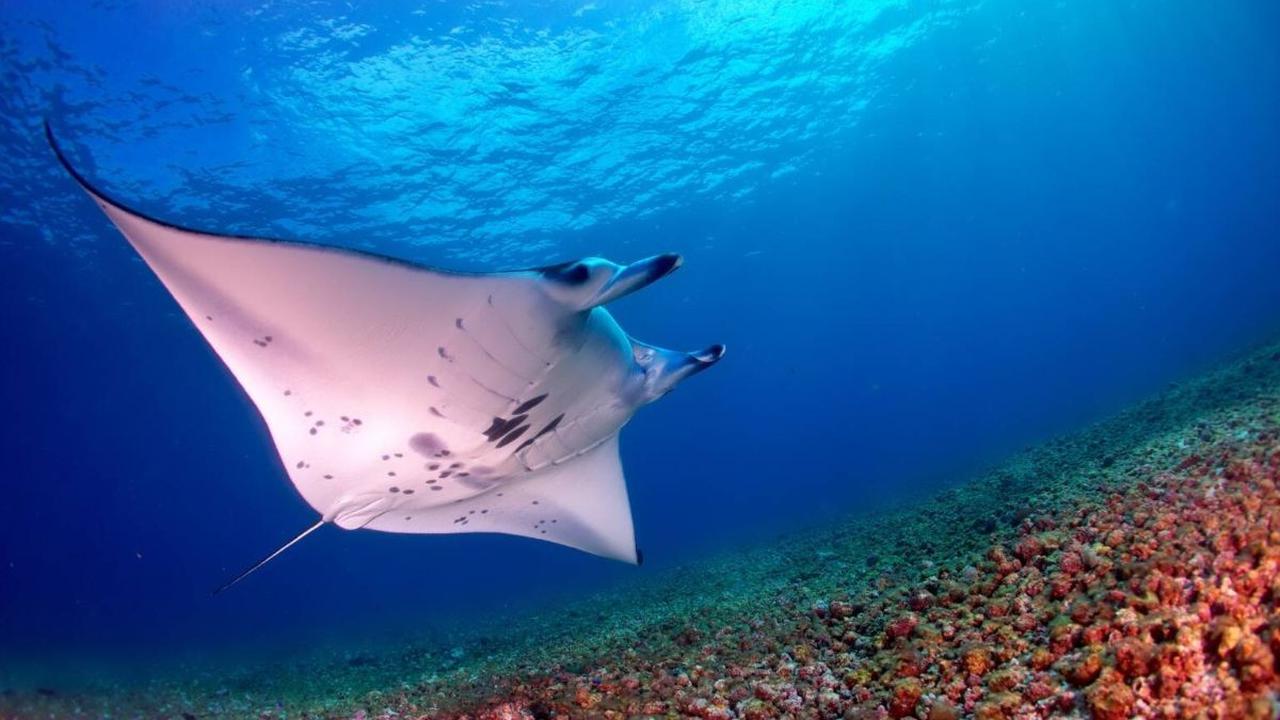 4. Manta Point Komodo<br>