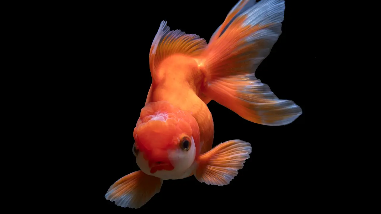 Ikan hias air tawar