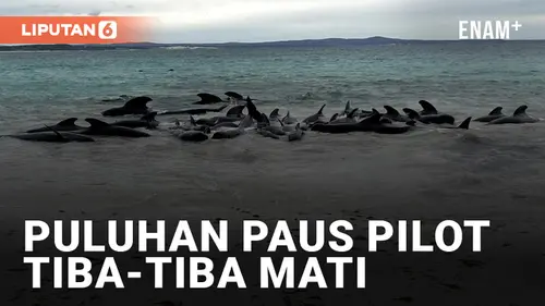 VIDEO: Geger! Puluhan Paus Pilot Mati Tiba-tiba Setelah Terdampar di Australia Barat