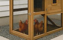Solusi Ternak di Depan Rumah, 6 Model Kandang Ayam untuk Lahan Sempit yang Hasilnya Rapi dan Fungsional