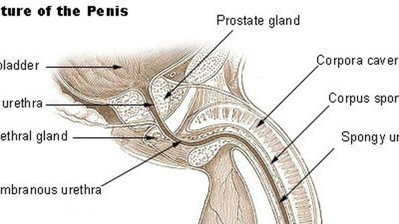Gejala Kanker Penis