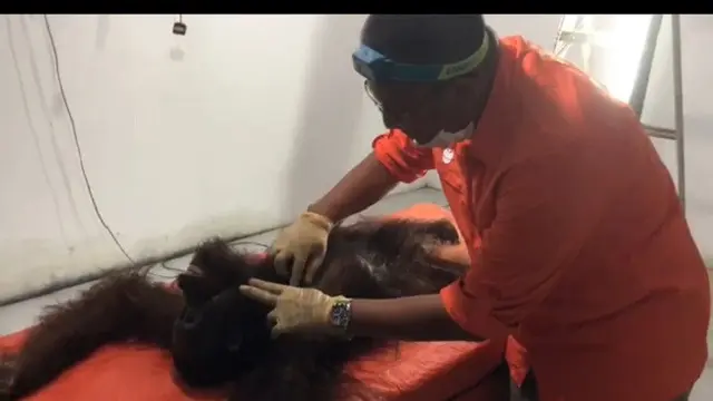Orangutan Mati di Taman Nasional dengan 130 Peluru di Tubuh