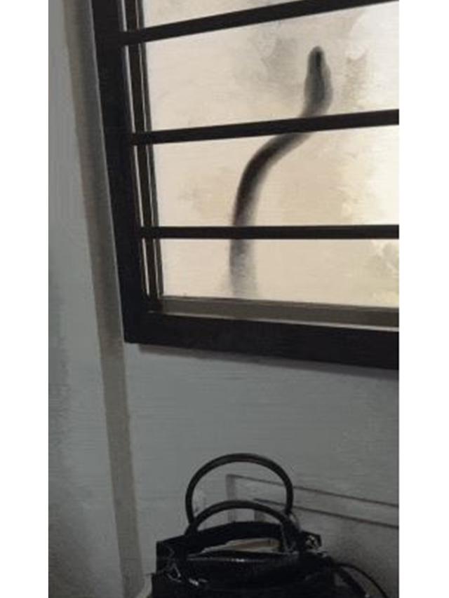 Momen Ular Piton Mengetuk Jendela Rusun Lantai 2, Bikin Penghuni Rumah Panik