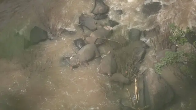 Gajah tenggelam di Taman Nasional Khao Yai, Thailand Tengah pada Sabtu 5 Oktober 2019 (Facebook / Departemen Taman Nasional, Pelestarian Satwa dan Konservasi Tanaman Thailand)