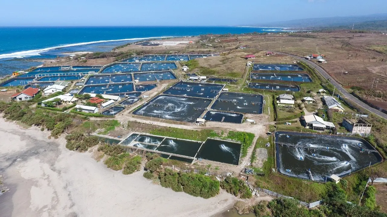 Tambak Udang Modern Milik Aquatech Startup Delos
