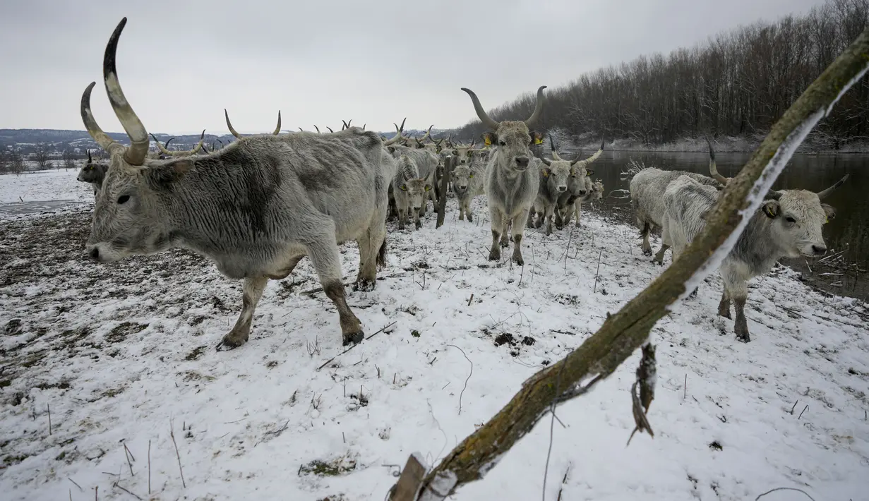 Para petani lokal di sekitar Krcedinska Ada mengatakan mereka terkejut dengan naiknya air sungai Danube selama periode hangat dan kering. (AP Photo/Darko Vojinovic)