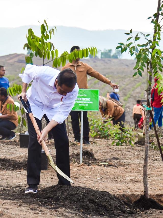 Apa Saja Jenis Pohon yang Ditanam Jokowi Bersama Masyarakat di IKN Jelang Akhir Tahun 2023?