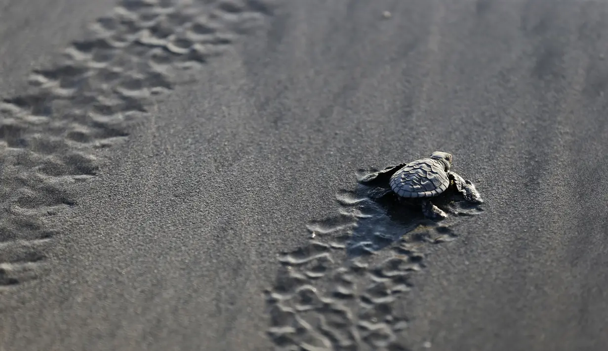 Seekor bayi penyu dilepas ke laut di Bali, Selasa (9/6/2020). Sekitar seratus penyu lekang yang baru menetas dilepas ke lautan selama kampanye untuk menyelamatkan hewan tersebut dari kepunahan. (AP Photo/Firdia Lisnawati)