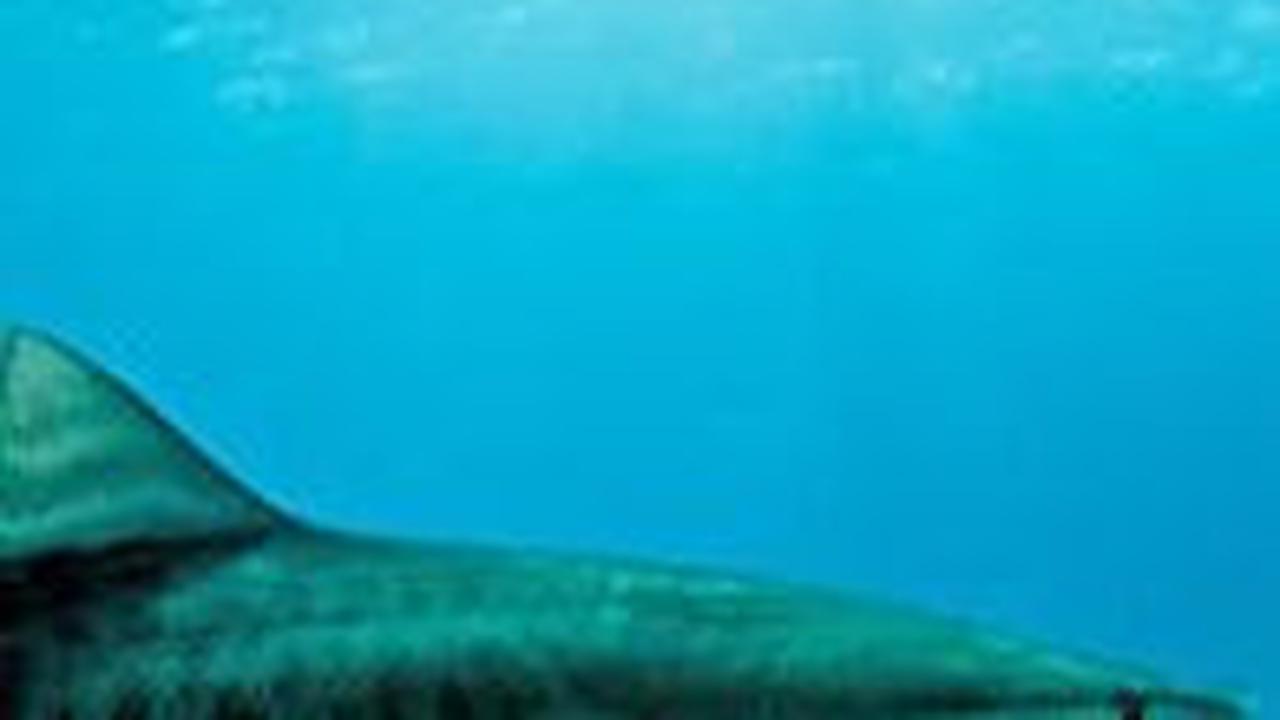 4. Hiu Macan<br>