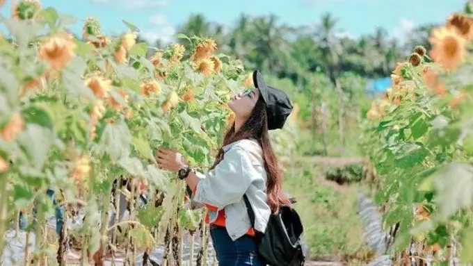[Bintang] Lautan Bunga Matahari