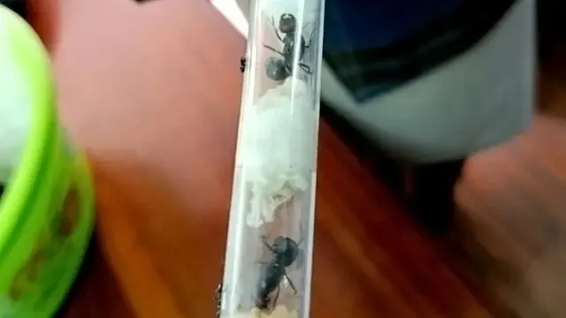 Penyelundupan Semut