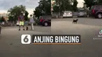 Ada-ada saja yang dilakukan pemilik anjing peliharaan ini ketika mengerjai anjingnya.