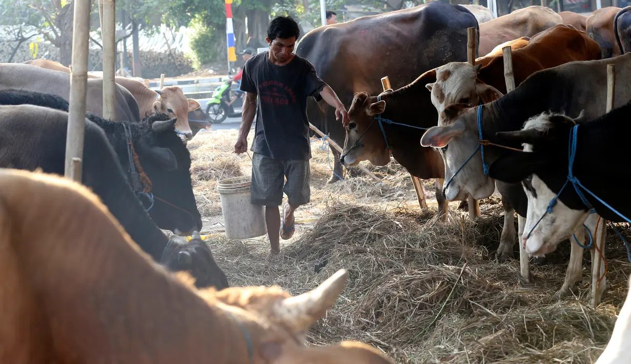 Pedagang memberi makan sapi di pasar menjelang Hari Raya Idul Adha 1438 H di Jakarta, Indonesia, (30/8). Umat Muslim dari seluruh dunia sedang mempersiapkan menyambut Idul Adha 1438 H. (AP Photo / Achmad Ibrahim)