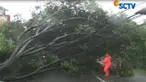 Pohon tumbang setelah diterpa hujan deras disertai angin kencang.