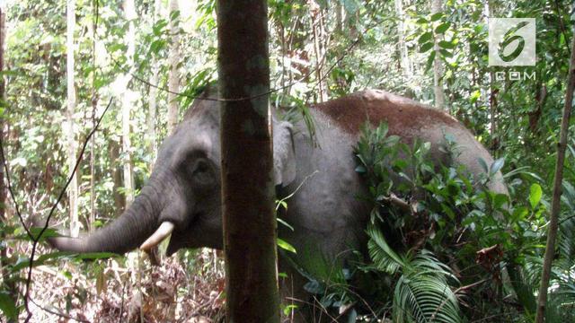 gajah kerdil