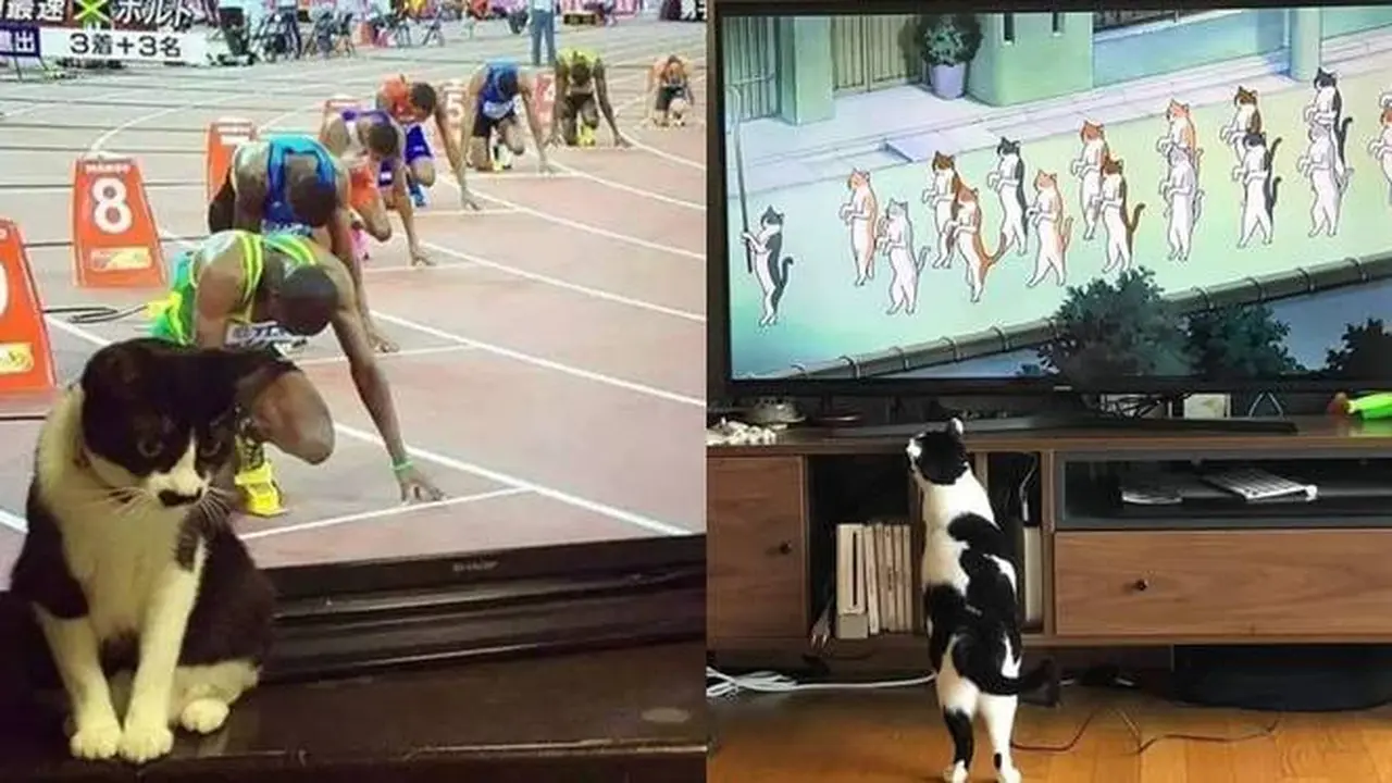 8 Potret Kocak Kucing di Depan TV, Ada yang Tirukan Pose Kartun