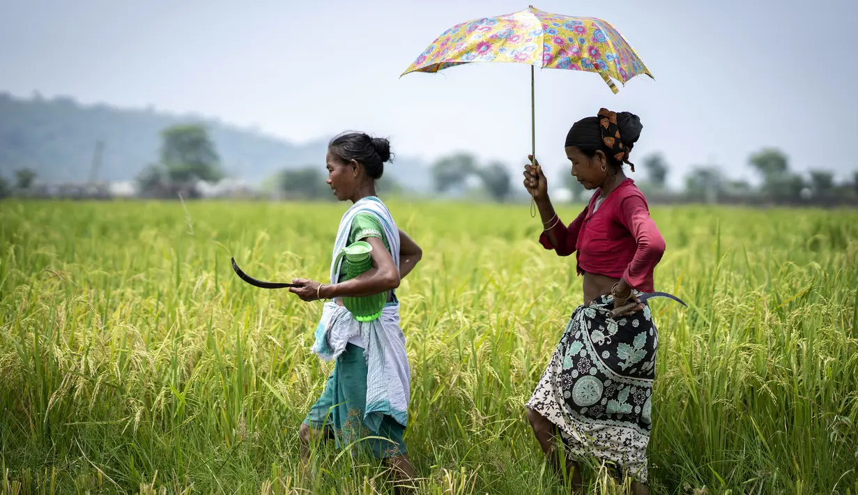 <p>Dua perempuan suku Karbi berjalan untuk memanen padi di ladang di pinggiran Gauhati, India, Senin (23/5/2022). Suku Karbi adalah salah satu komunitas etnis utama di India Timur Laut yang sebagian besar terkonsentrasi di distrik perbukitan Karbi Anglong di Assam. (AP Photo/Anupam Nath)</p>
