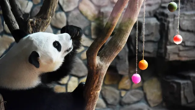 FOTO: Asyiknya Panda Raksasa Nikmati Ruangan Berpendingin Udara
