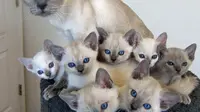 7 Pose Anak Kucing Tiru Tingkah Induknya Ini Bikin Gemas, Kompak (Sumber: reddit zakali2)