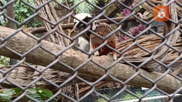 Bercengkerama dengan Lemur dan Kawan-kawannya di Batu Secret Zoo, Sekalian Belajar soal Konservasi