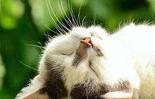 9 Tanda-Tanda Rabies pada Kucing: Pahami Diagnosis dan Cara Pencegahannya