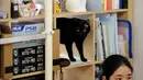 Seekor kucing terlihat di salah satu rak yang berada di sebuah kantor IT di Tokyo, Jepang, 16 Mei 2017. Perusahaan itu mengizinkan peliharaan, terutama kucing dibawa ke kantor untuk membantu mengurangi stres para pekerja. (YOKO AKIYOSHI/AFPBB NEWS/AFP)