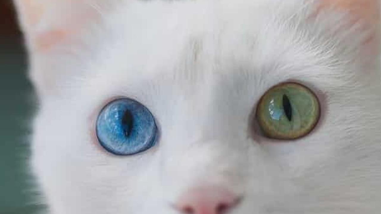 <b>Apakah Hanya Terjadi pada Kucing Putih?</b>