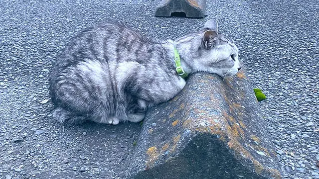 8 Potret Gemas Kucing Bersantai di Bumper Parkiran