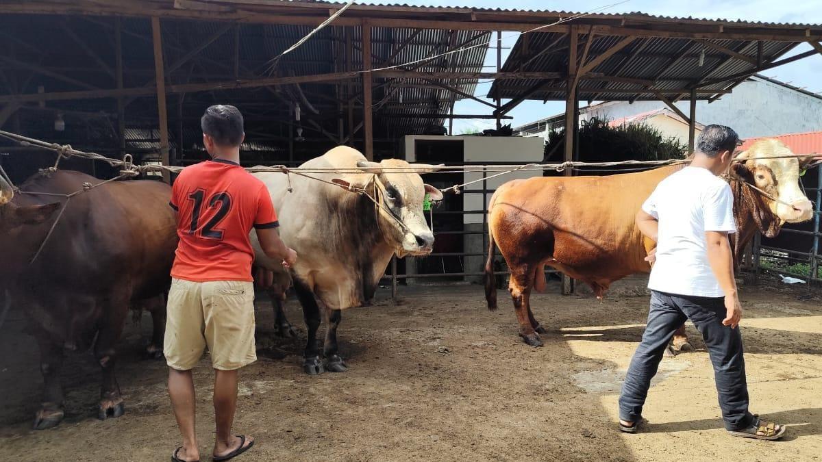 Rasa Syukur Suyanto Peternak di Binjai, 3 Ekor Sapi Dibeli Prabowo untuk Kurban